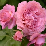 Corail Gelée / Корал желе